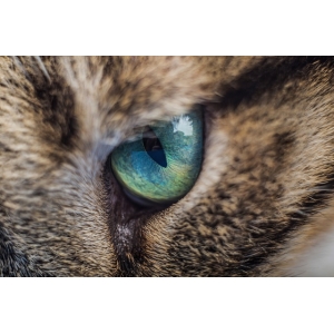 Grattol Magic cat - магические кошки со скидкой 13%